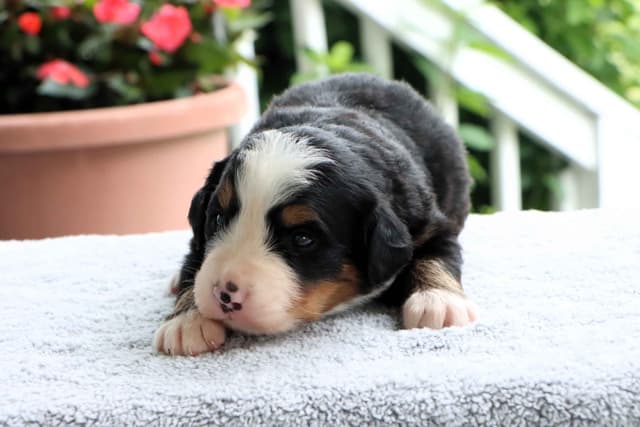 Bernese Mountain Dog Puppies media 19