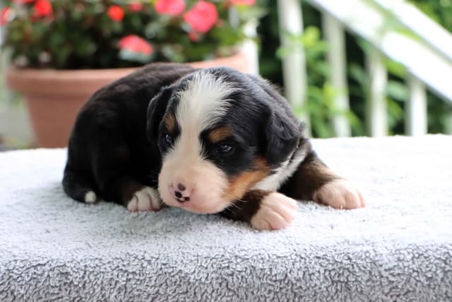 Bernese Mountain Dog Puppies media 20