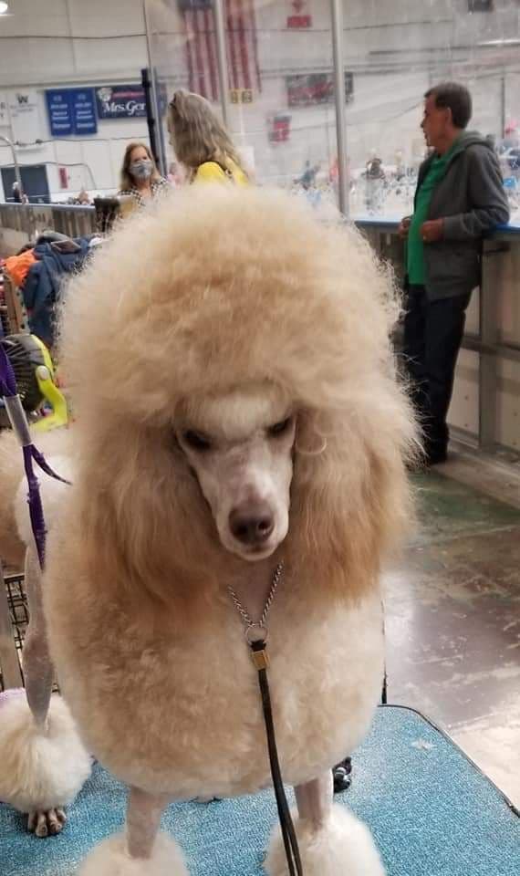 Poodle Puppies media 2