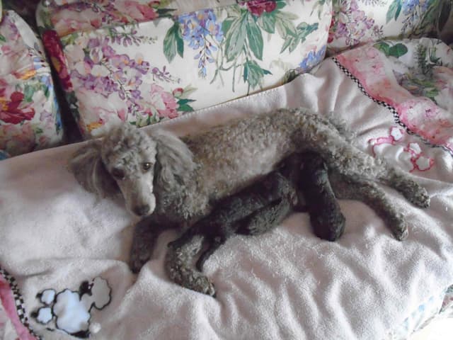 Poodle Puppies media 3