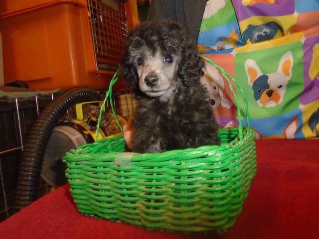 Poodle Puppies media 3