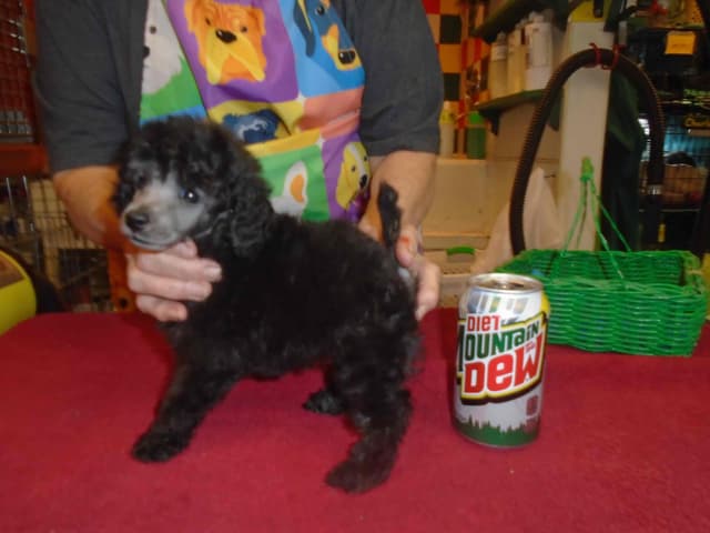 Poodle Puppies media 4
