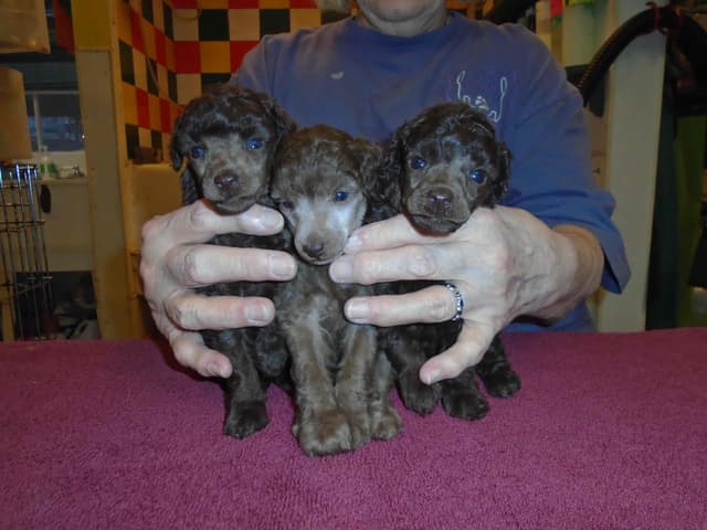 Poodle Puppies media 4