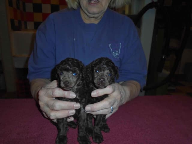 Poodle Puppies media 5