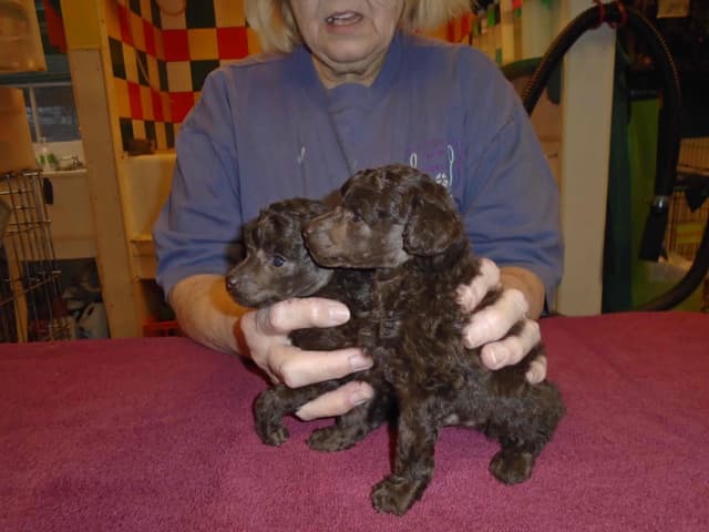 Poodle Puppies media 6