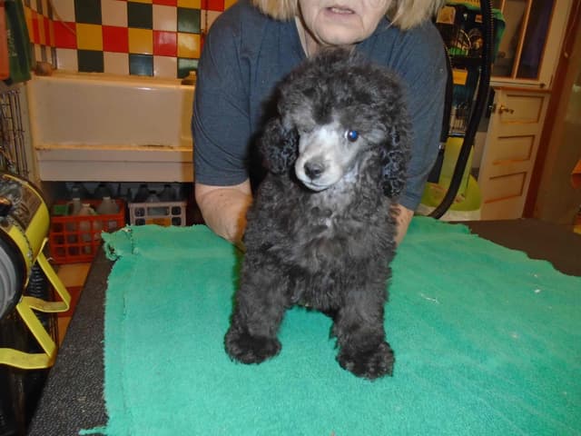 Poodle Puppies media 7