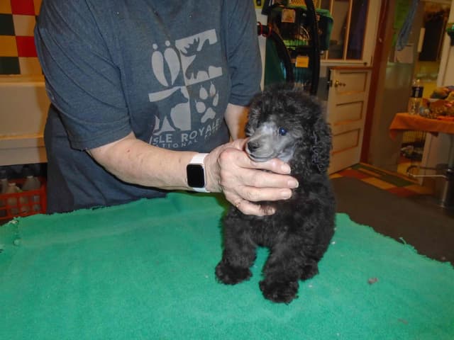 Poodle Puppies media 8