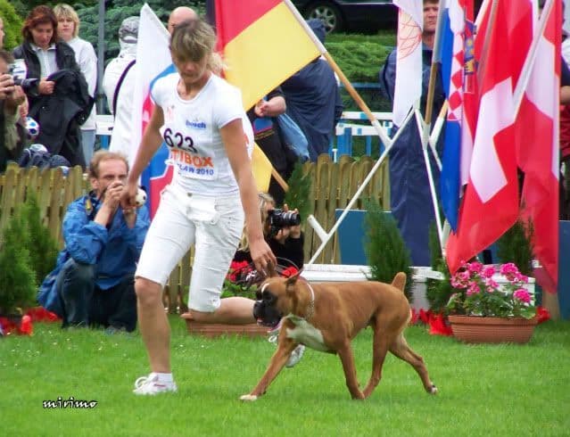 Boxer Puppies breeder image 6