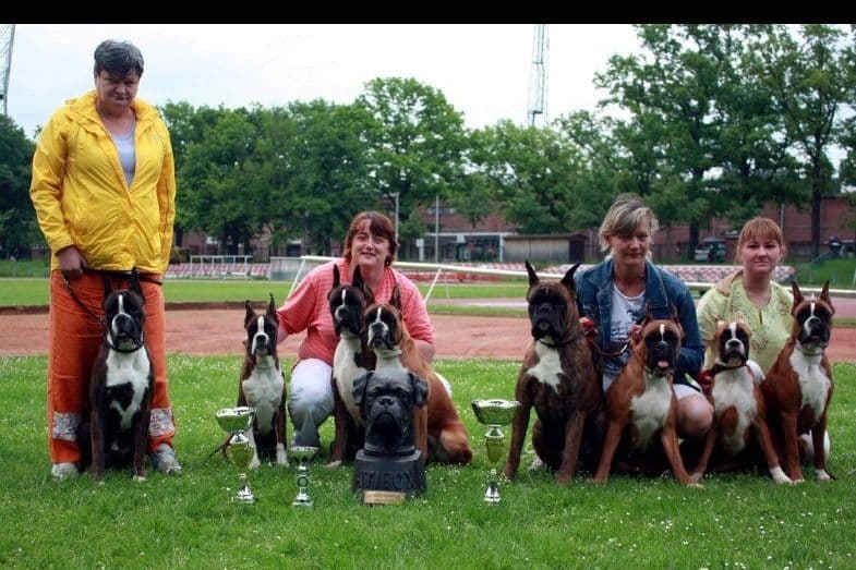 Boxer Puppies breeder image 8