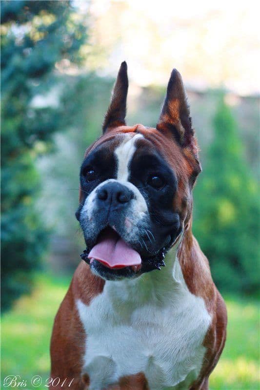 Boxer Puppies breeder image 9