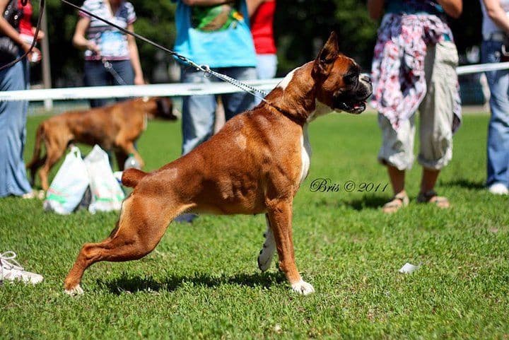 Boxer Puppies breeder image 10
