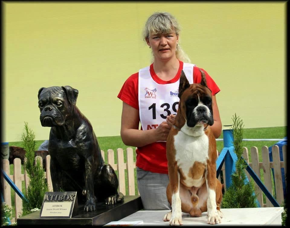 Boxer Puppies breeder image 11