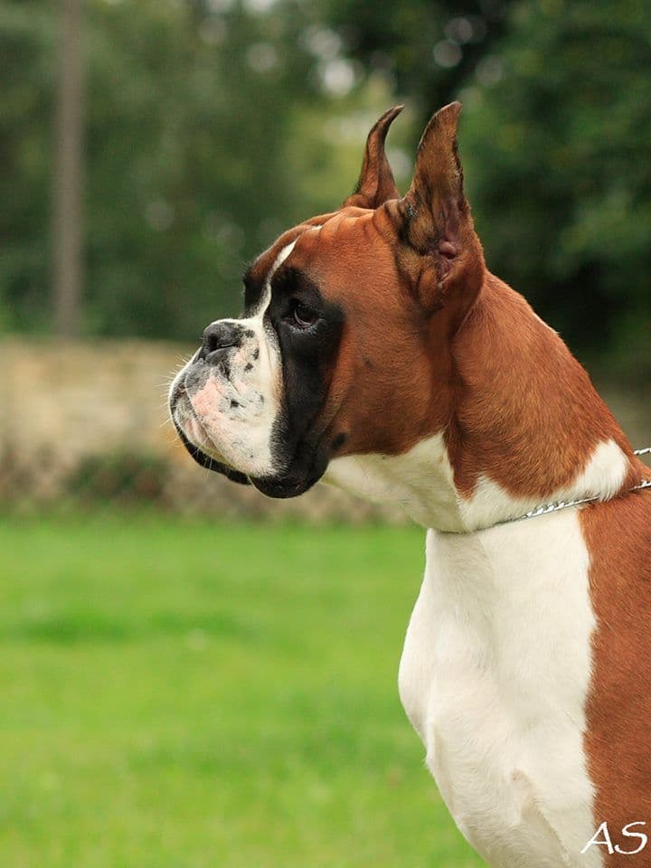 Boxer Puppies breeder image 12