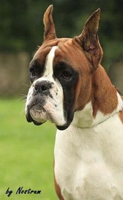 Boxer Puppies breeder image 13