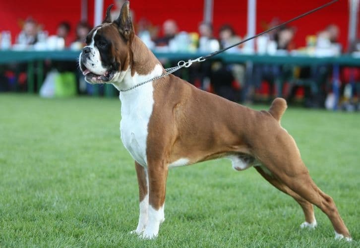 Boxer Puppies breeder image 14