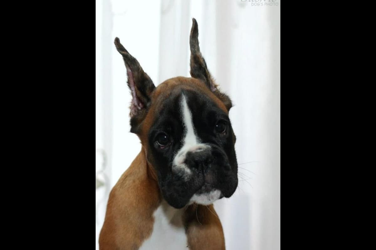 Boxer Puppies breeder image 15