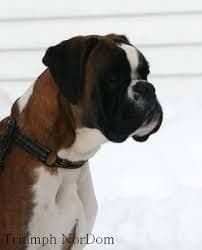 Boxer Puppies breeder image 16