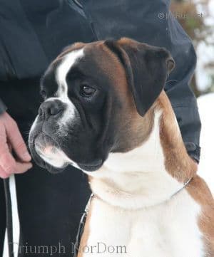 Boxer Puppies breeder image 17
