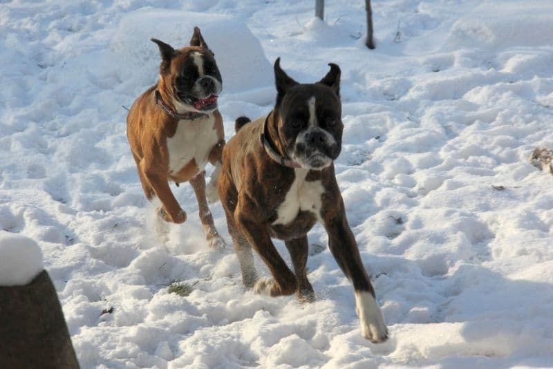 Boxer Puppies breeder image 19