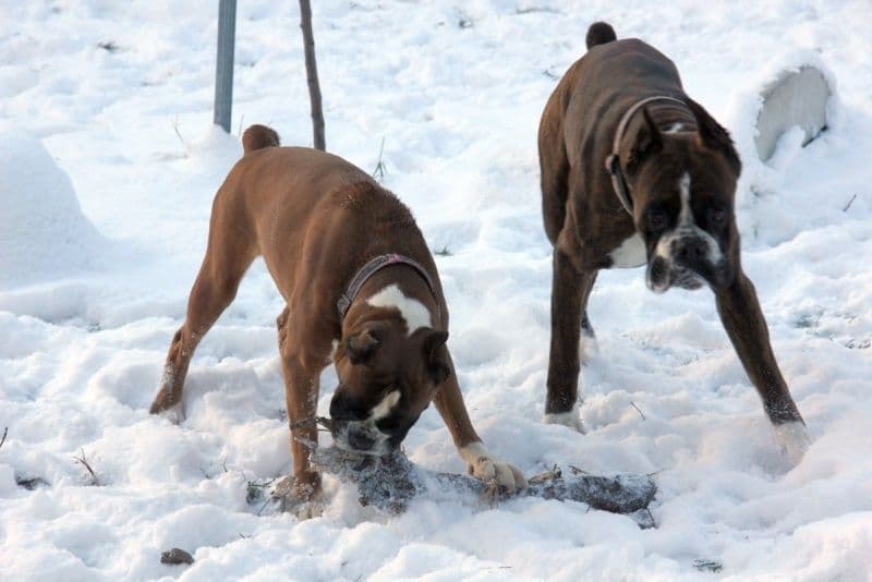 Boxer Puppies breeder image 18