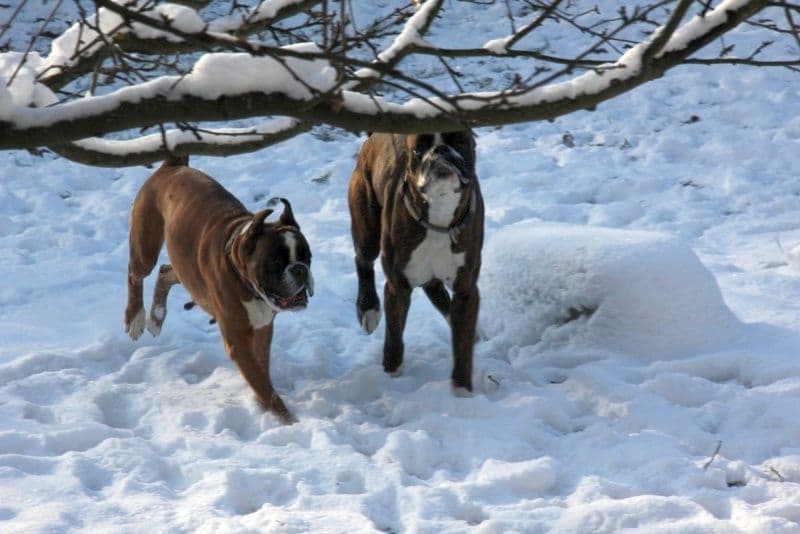 Boxer Puppies breeder image 20