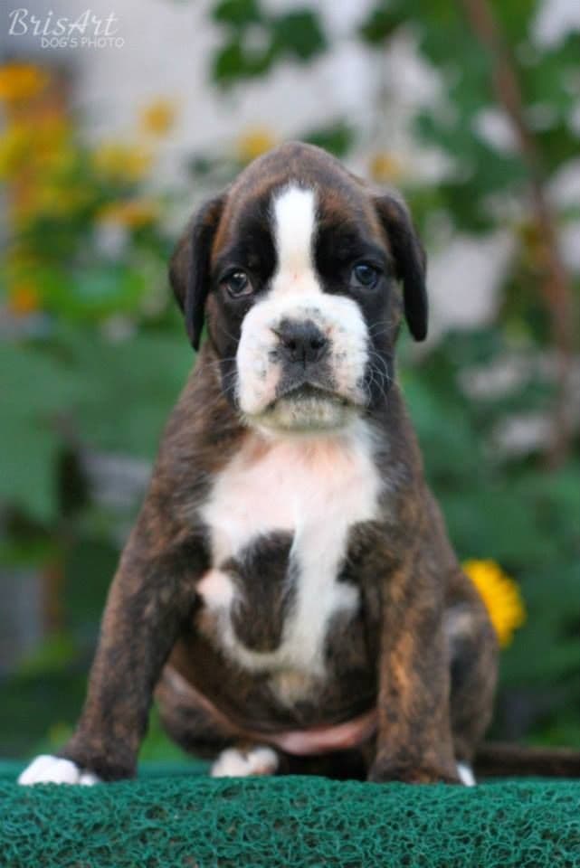 Boxer Puppies breeder image 21