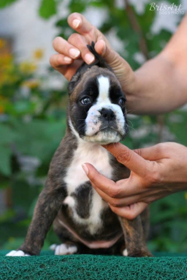 Boxer Puppies breeder image 23