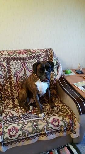 Boxer Puppies breeder image 24