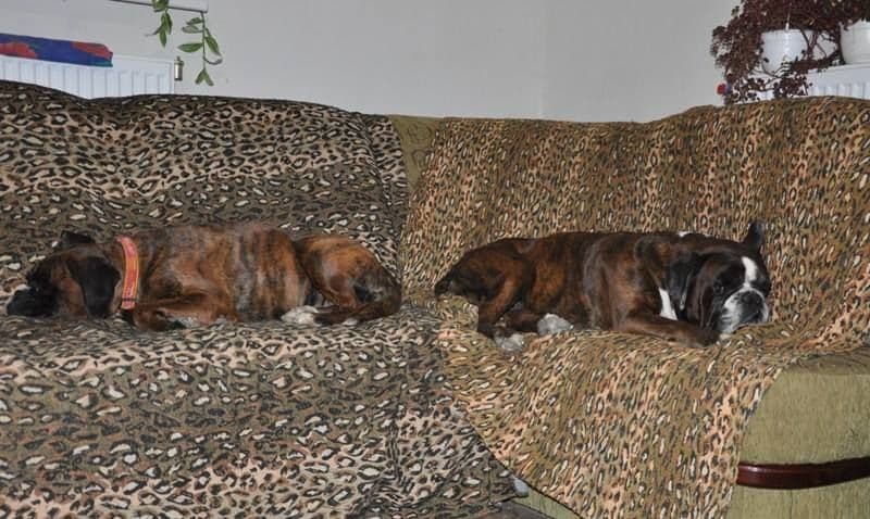 Boxer Puppies breeder image 25