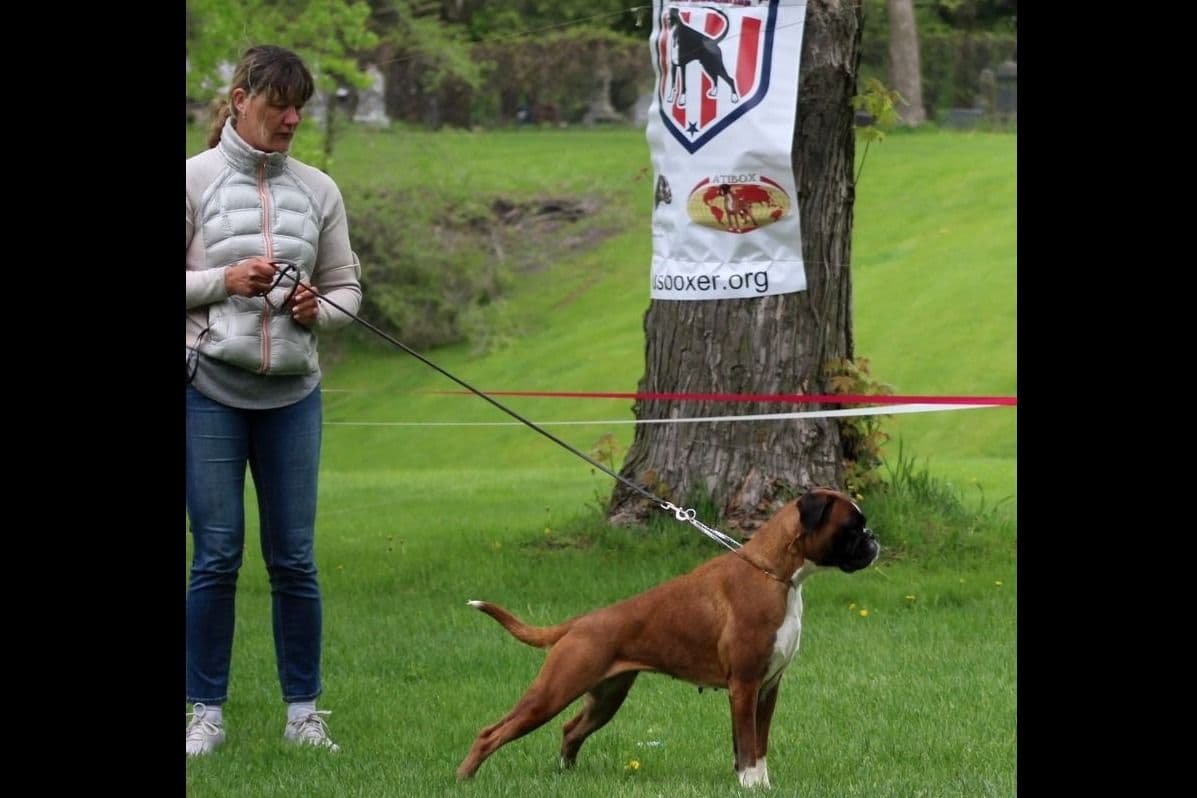 Boxer Puppies breeder image 3
