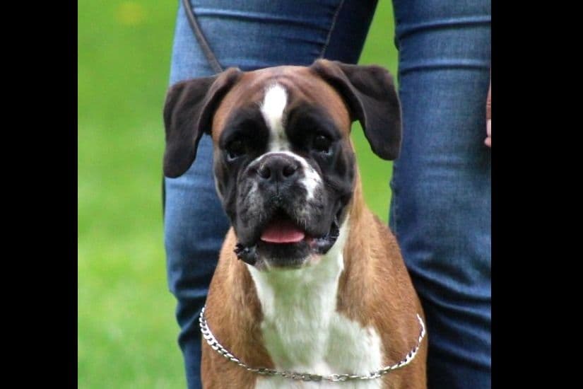 Boxer Puppies breeder image 4