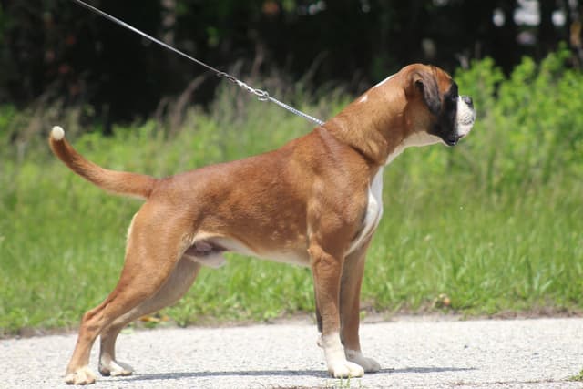 Boxer Puppies media 2