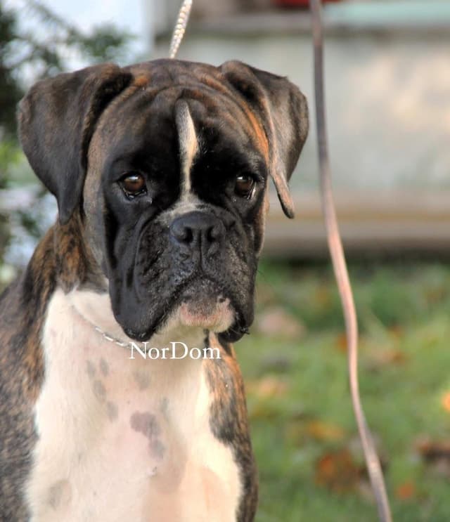 Boxer Puppies media 3
