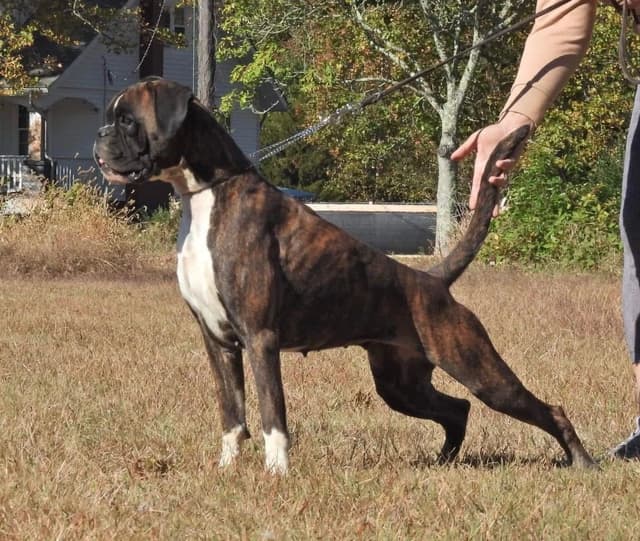 Boxer Puppies media 4
