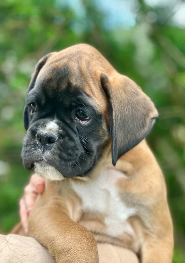 Boxer Puppies media 5