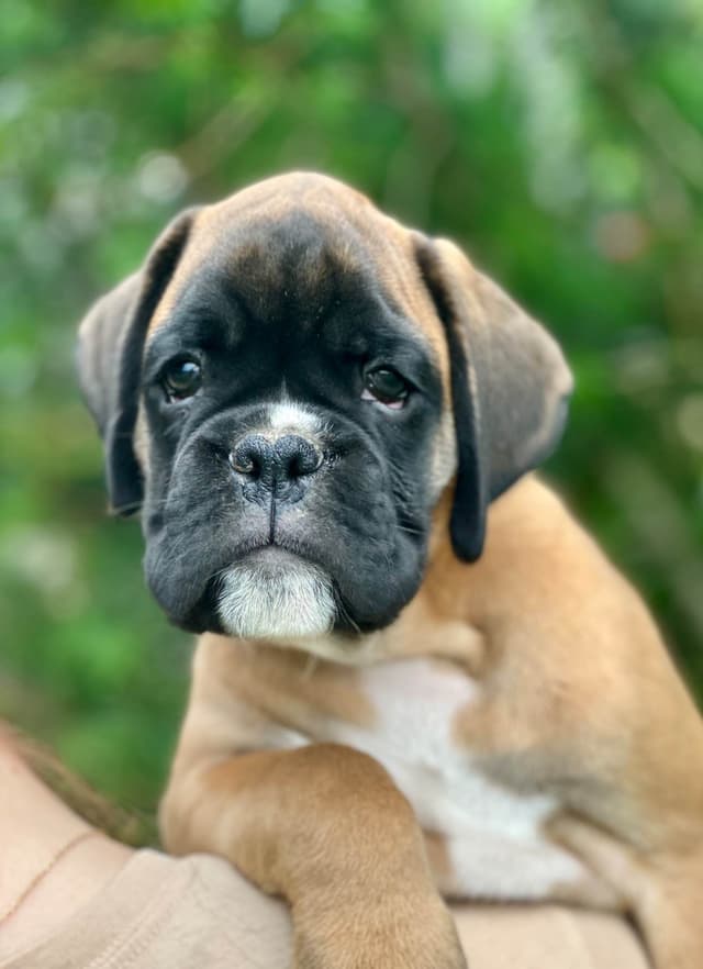 Boxer Puppies media 6