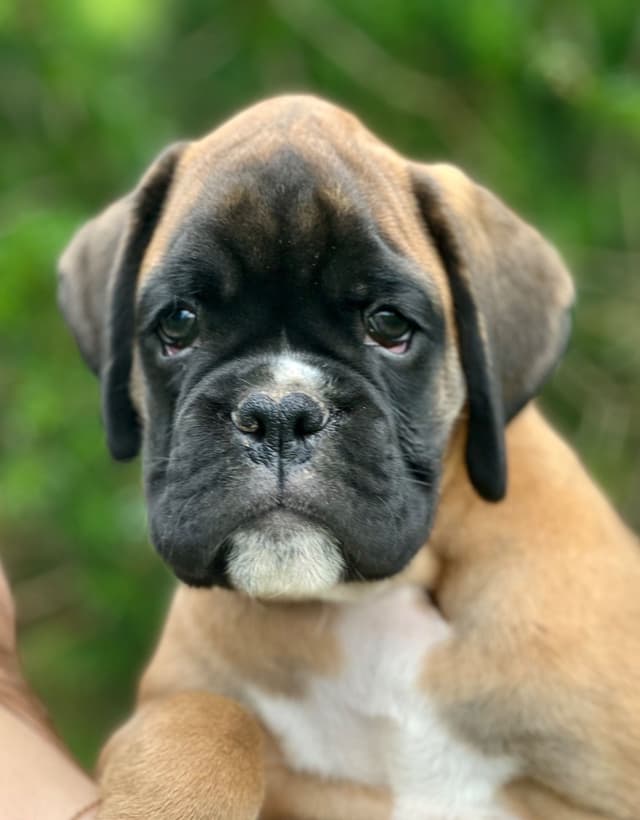 Boxer Puppies media 7