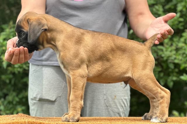 Boxer Puppies media 8