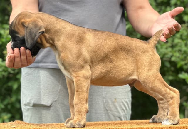 Boxer Puppies media 9