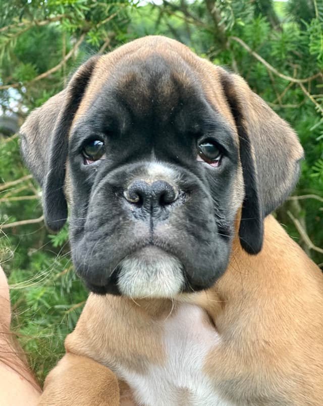 Boxer Puppies media 10