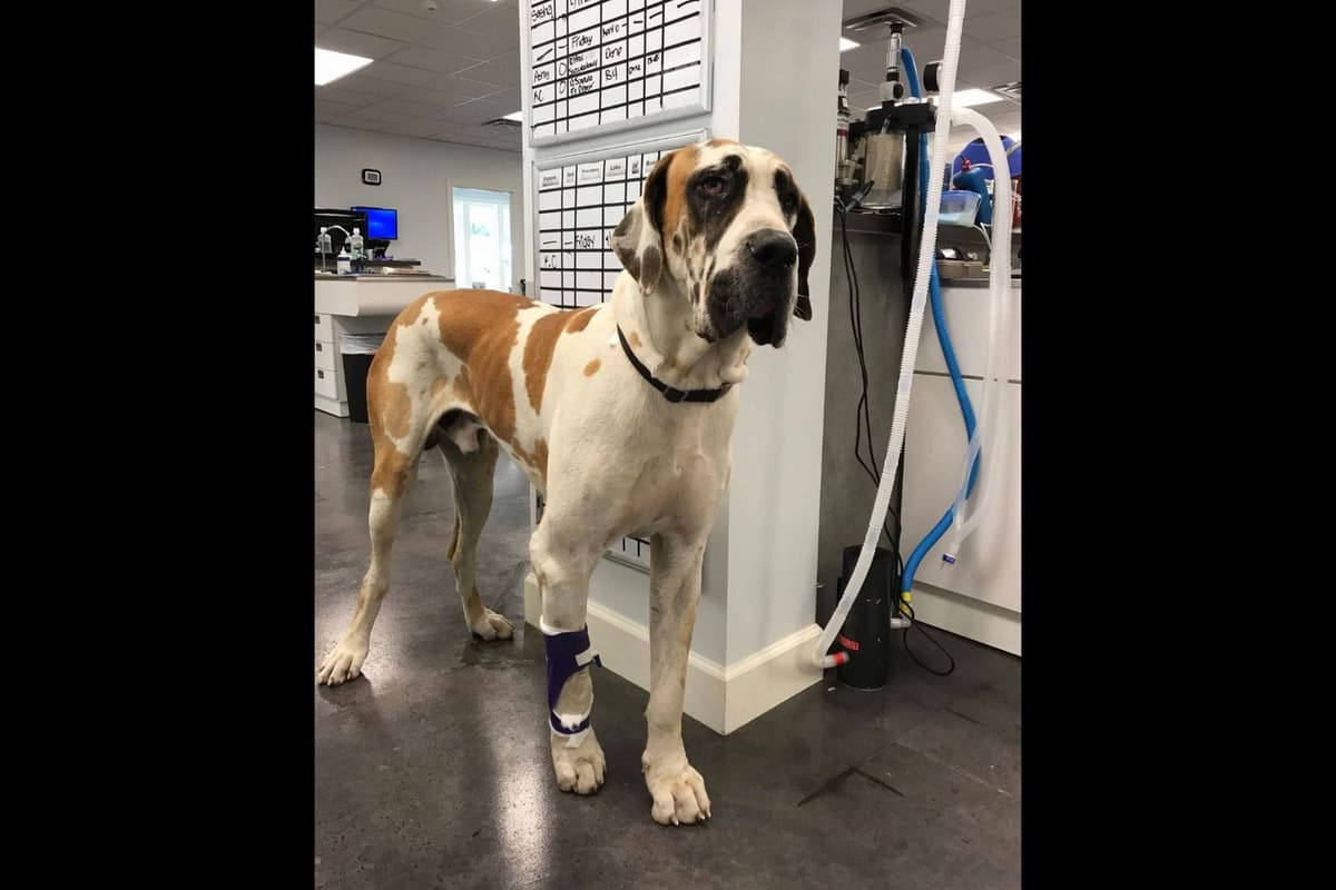 Great Dane Puppies breeder image 2