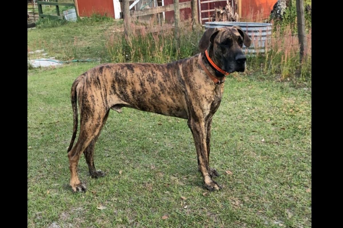 Great Dane Puppies breeder image 5