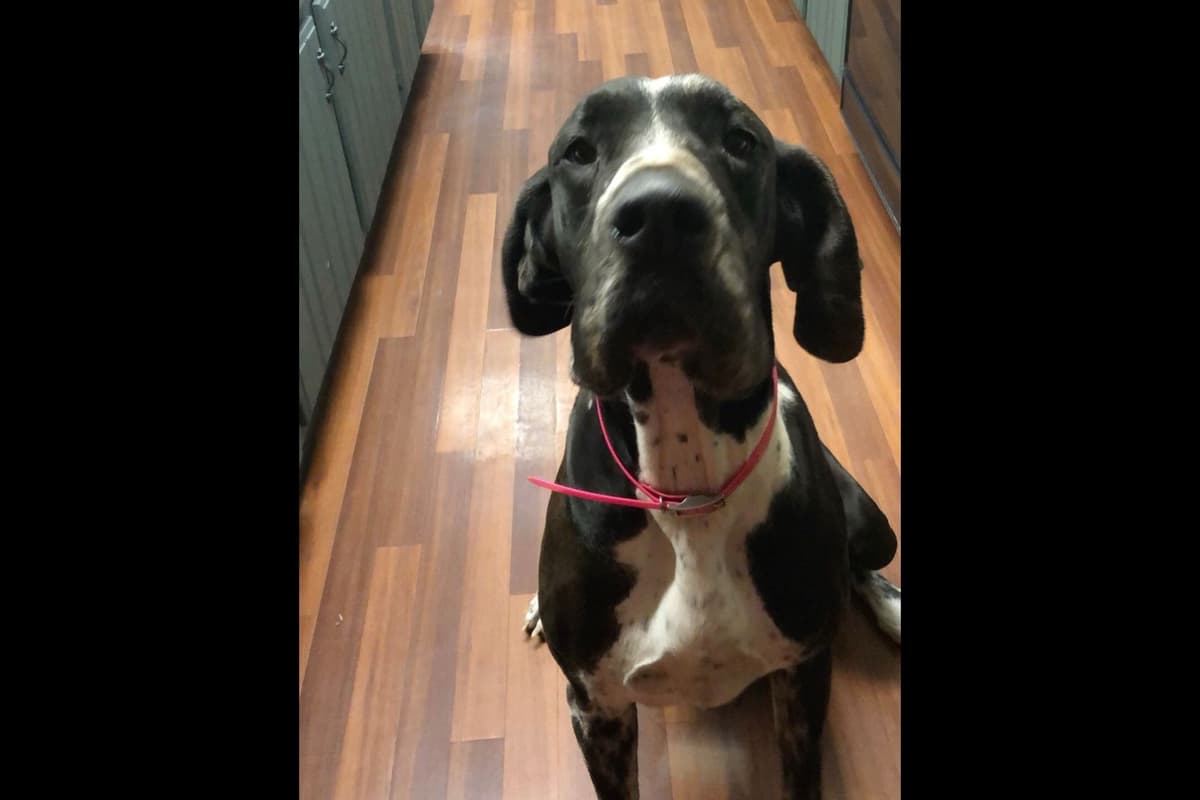 Great Dane Puppies breeder image 7