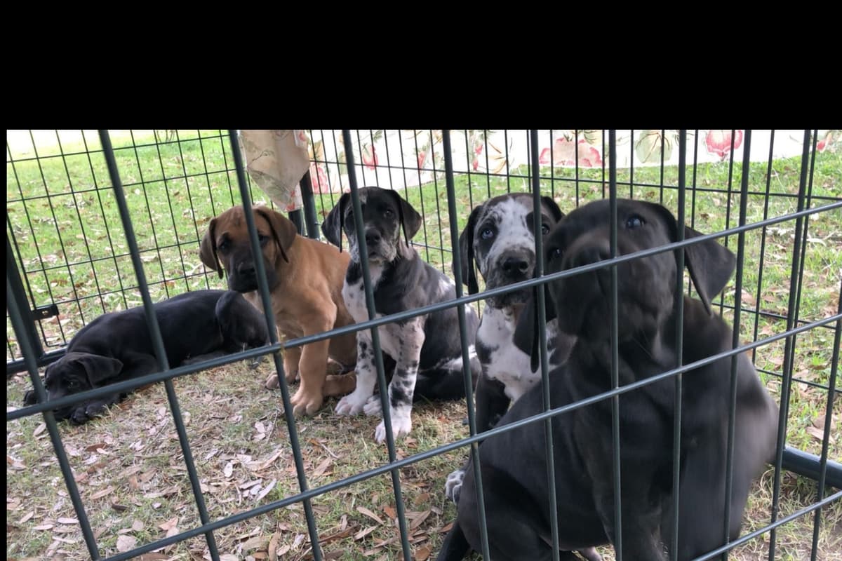 Great Dane Puppies breeder image 9