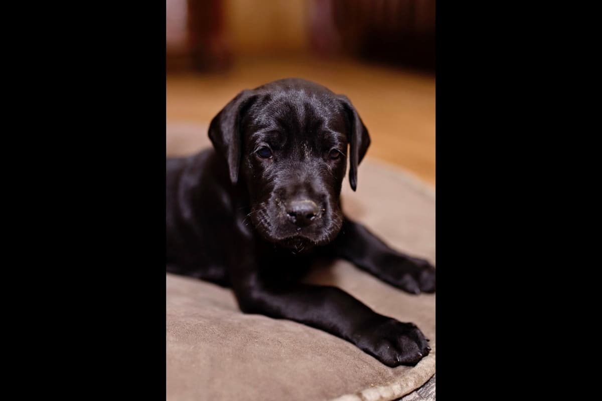 Great Dane Puppies breeder image 10
