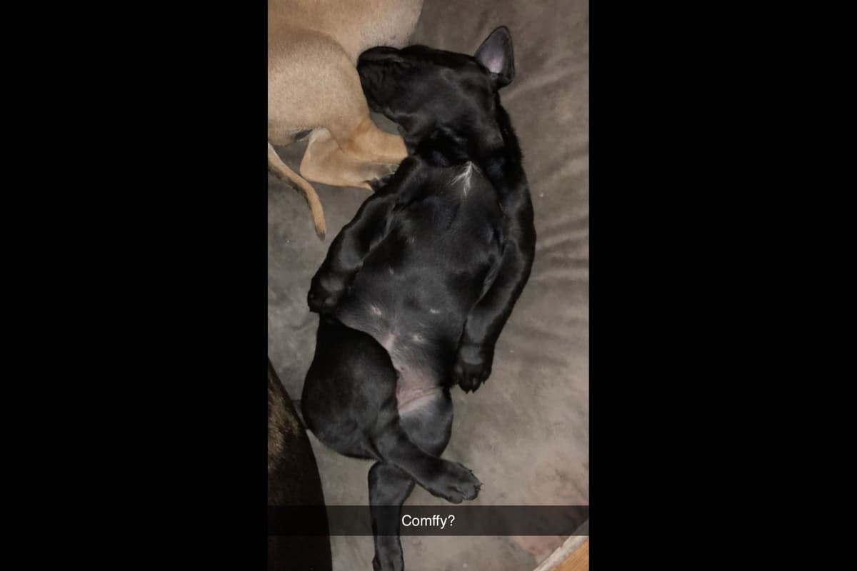 Great Dane Puppies breeder image 4