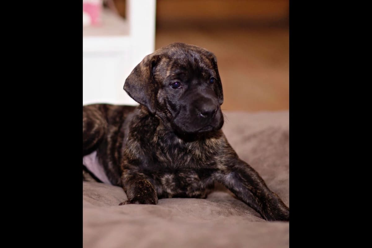 Great Dane Puppies breeder image 6