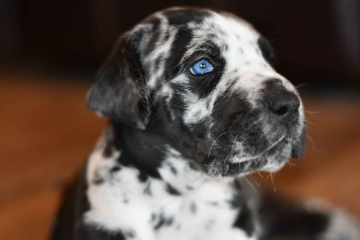 Great Dane Puppies breeder image 3