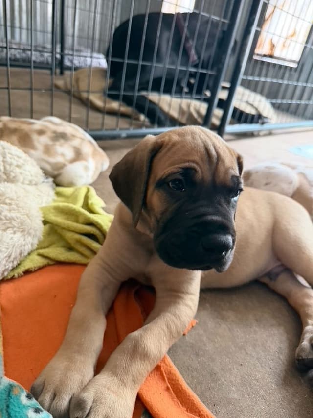 Great Dane Puppies media 4