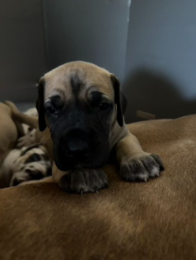Great Dane Puppies media 3